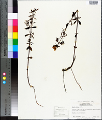 Rhexia lutea image