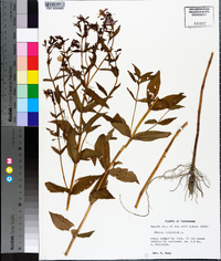 Rhexia virginica image