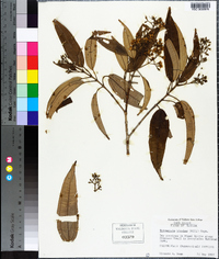 Tetrazygia bicolor image