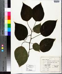 Broussonetia papyrifera image