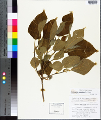 Broussonetia papyrifera image