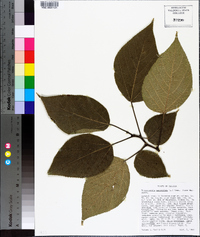 Broussonetia papyrifera image