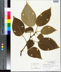 Broussonetia papyrifera image