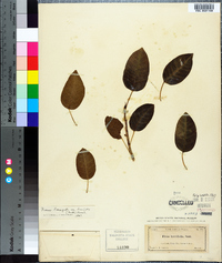 Ficus laevigata image