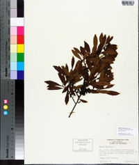 Morella cerifera image