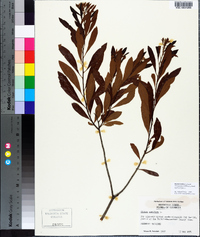 Morella cerifera image