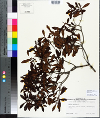 Morella cerifera image