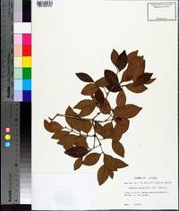 Eugenia axillaris image