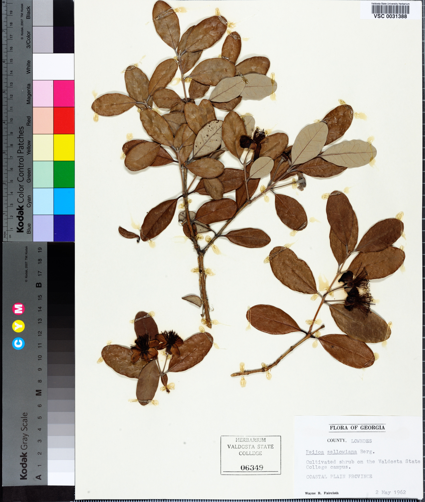 Feijoa sellowiana image