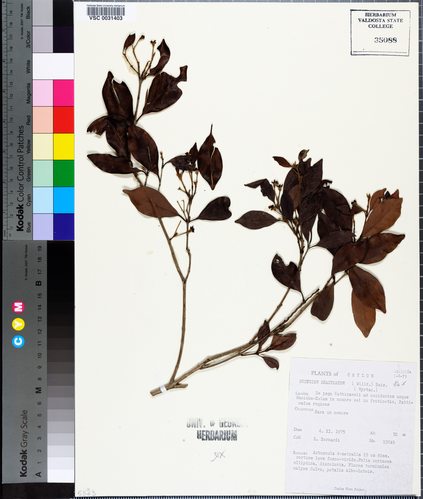 Eugenia roxburghii image