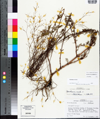 Boerhavia erecta image