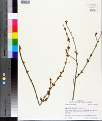 Forestiera acuminata image