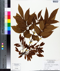 Fraxinus caroliniana image