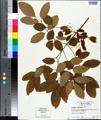 Fraxinus caroliniana image