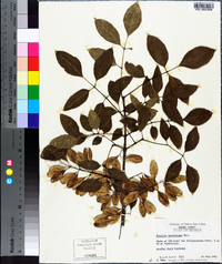 Fraxinus caroliniana image