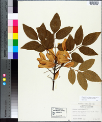 Fraxinus caroliniana image