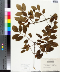 Fraxinus caroliniana image