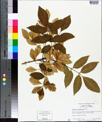 Fraxinus caroliniana image