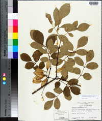 Fraxinus caroliniana image