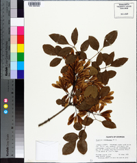 Fraxinus caroliniana image