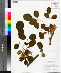 Fraxinus caroliniana image