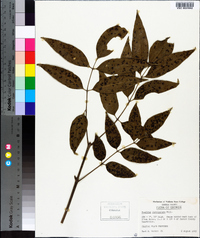 Fraxinus caroliniana image