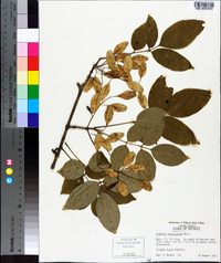 Fraxinus caroliniana image