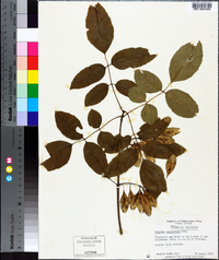 Fraxinus caroliniana image