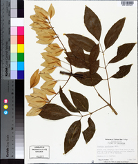 Fraxinus caroliniana image