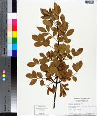 Fraxinus caroliniana image