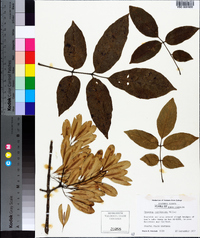 Fraxinus caroliniana image