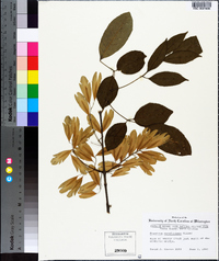 Fraxinus caroliniana image