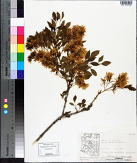 Fraxinus cuspidata image