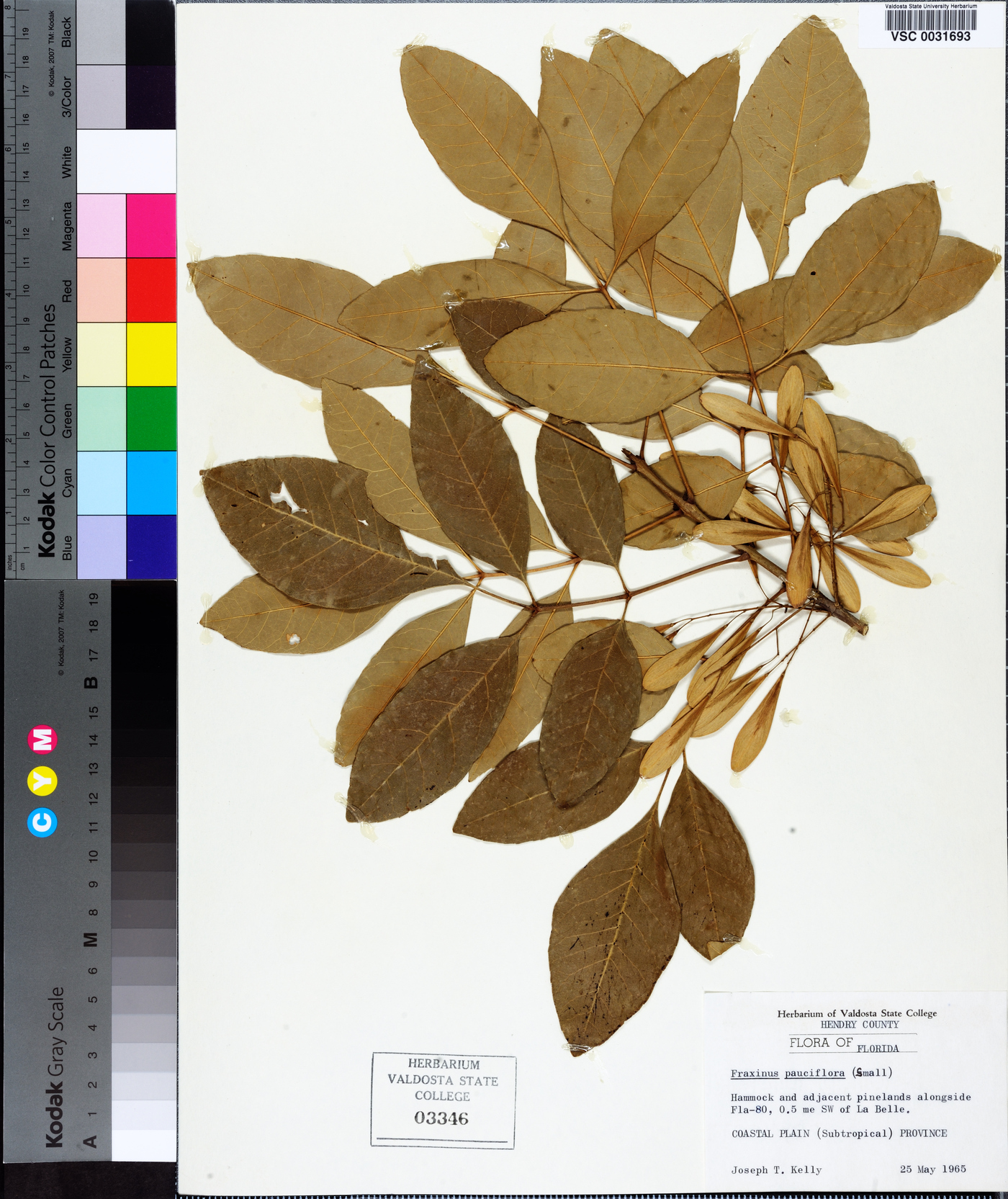 Fraxinus caroliniana image