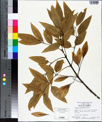 Fraxinus caroliniana image