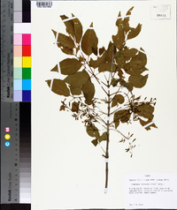 Fraxinus texensis image