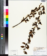 Ligustrum sinense image