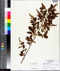 Ligustrum sinense image