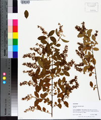 Ligustrum sinense image