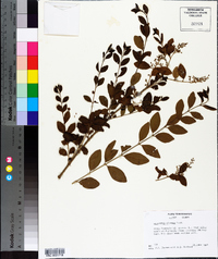 Ligustrum sinense image