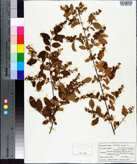 Ligustrum sinense image