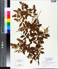 Ligustrum sinense image