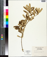 Olea europaea image