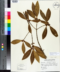 Osmanthus americanus image