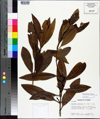 Osmanthus americanus image