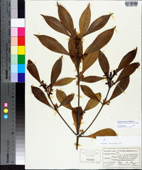 Osmanthus americanus image