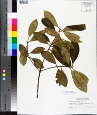 Osmanthus americanus image