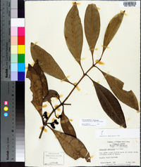 Osmanthus americanus image