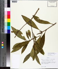 Osmanthus americanus image