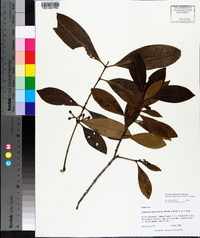 Osmanthus americanus image